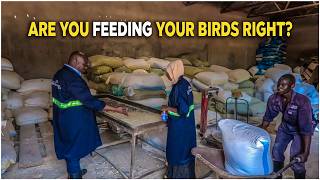 Common mistakes most POULTRY FARMERS make when mixing FEED 🤔