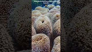 Drifting through coral in the Great Barrier Reef