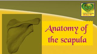 scapula anatomy | scapula bone anatomy #anatomy #shoulder #anatomy #anatomie  #longfeed #mcaretv