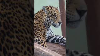 Visita ao Zoológico de Marechal Floriano ES .