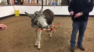 Donkey Enrichment