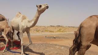 Whole family of  camel in Truck | Very dangerous | Gulf Camel