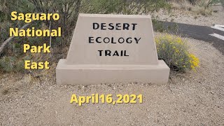 Desert Ecology Trail- Saguaro National Park-East