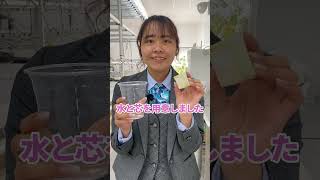 無限白菜再生スタート！水だけで白菜を再生することはできるのか?#土がなくても大丈夫 #水耕栽培 #初心者OK #インテリアグリーン #節約