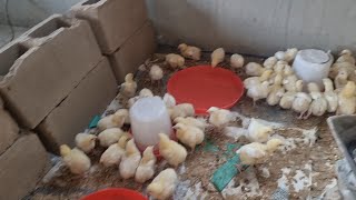 Week 1 of Brooding BROILERS Chicken at home - Arbor Acres