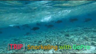 Maldives, Snorkeling [TRIP] 몰디브 여행 - 스노클링