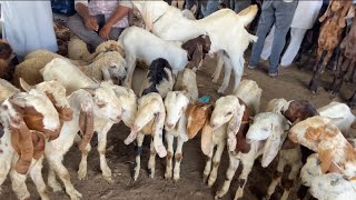 5 OCTOBER AJMER BAKRA MANDI LIVE UPDATE GOAT MARKET COVER WITH PRICE AJMER GOATS MARKET LIVE 5-10-24