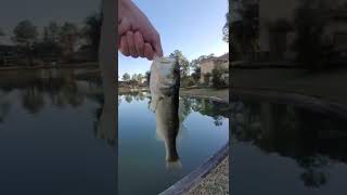 fishing for LARGEMOUTH BASS  #shorts # fishing