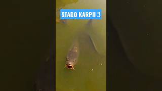 WODA PEŁNA KARPII !!! #wędkarstwo #shorts #fishing #carp #carpfishing