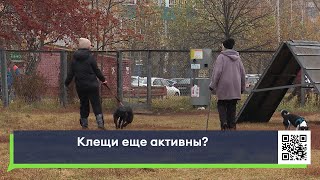 Клещи еще активны?