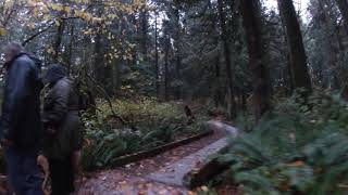 A Rainy Walk through Green Timbers Urban Forest