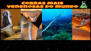 AS 10 COBRAS MAIS PERIGOSAS E VENENOSAS DO MUNDO!!!