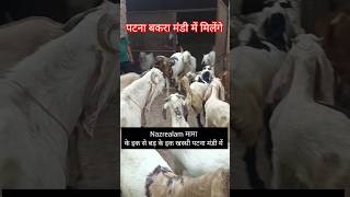 पटना बकरा मंडी में #youtubeshorts #trendingshorts#बकरीपालनकैसेकरें#bakrifarming#animals##viralshort