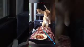 Cat videos 🥰 funny cats fighting 🐱 #cathouse Part 2905