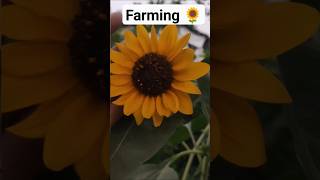 FARMING IN SUNFLOWER 🌻.. / SHORT VIDEO #farming #sunflower #beautiful #nature #harvest #trending