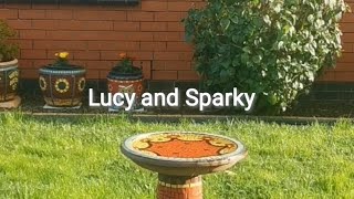 Lucy n Sparky's Mosaic Garden, VIC Australia