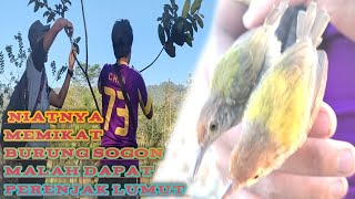 MEMIKAT BURUNG SOGON DI KEBUN PART 1‼️