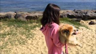 Brandy at the beach 042016 yt