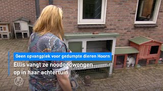 🐰Geen opvangplek voor gedumpte dieren in Hoorn: Ellis vangt ze op in achtertuin | Hart van Nederland