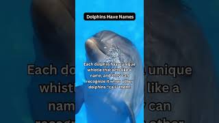 DOLPHINS HAVE NAMES🐬🤩👀|did you know?#dailyfacts #dailytrivia #dolphins