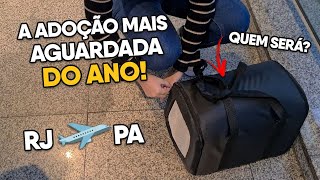 VIAGEM de um GATO na CABINE do AVIÃO | VLOCAT