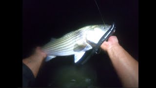 Striped Bass SURFCASTING AT NIGHT ! Pt 2