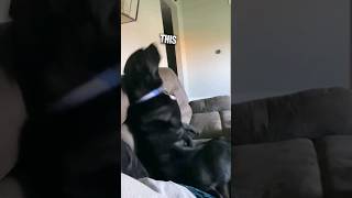 Dog throws a temper tantrum 😂