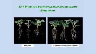 Все о микоризе для растений в школе ОЖЗ