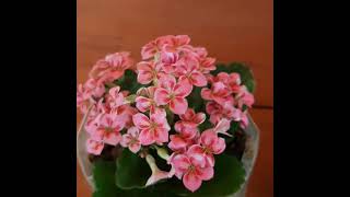 minha pequena coleção de kalanchoe