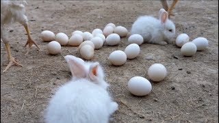 So many eggs of rabbit 🐇 #viral #cutecat