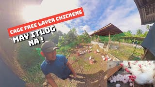 Egg layer farming 2023 "cage free" Philippines| nangingitlog na ang ating mga manok