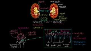 How do our kidneys filter waste out of blood? (Glomerular Filtration)