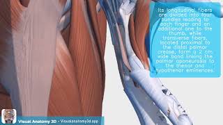 Visual Anatomy 3D -  Facts about the Palmar aponeurosis