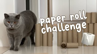 I made my cats do this Cardboard Roll Challenge 🧻🐈‍⬛🐈‍⬛