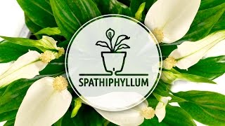 How To Plant Spathiphyllum (Peace Lily) in an innovative self-watering Asti flower pot by Santino