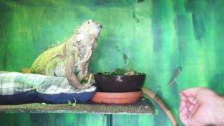 Lily Eating Nasturtium Flowers - 26 July 2018