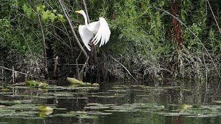 Egret at Colonnade Ponds