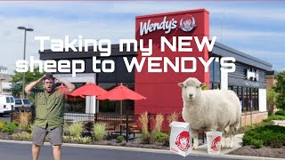 Buying a *NEW* sheep for my BACKYARD FARM and taking him to Wendy's