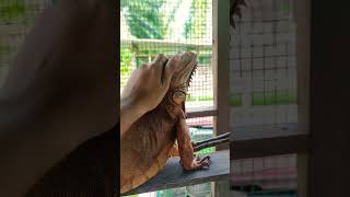 Taming iguana