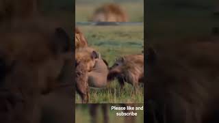 A lion caught by hyena cubs