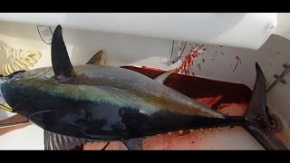 Episode 74 : "God Mode" Bigeye Tuna On Endorfin Fishing The MRMTC Offshore Open