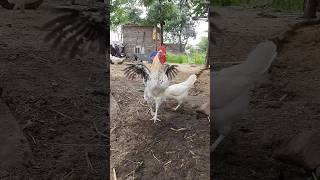 Wow Beautiful Rooster Movement 🐓  video in HD Rooster  Vlog 🐓