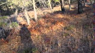 NJ Pheasant & Quail Hunting with Ken Beam & Curt Ryder | NJ Hunting 2014