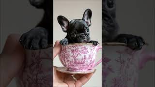 Teacup Frenchies 🐷 #frenchie #frenchy #frenchbulldog #frenchiesofinstagram #lifewithnapo