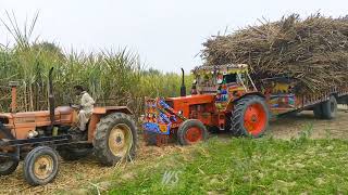 Belarus#tractor #loading trolly/450 tan#stunt point#video