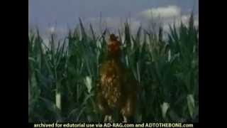 Kellogs Cornflakes with Real Bananas Commercial - Rooster (2004)