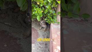 #youtubevideo #catlover #youtubeshorts #cat #youtube #subscribe #like #share #love