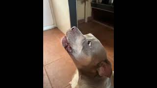 💖OMG💖 Dogs 🐕 can SING 💖💛🥰💚💜, So Cute 💖👍👌🧡💙❤️💛💚, animal Talent, cute animals, dog #subscribe #shorts