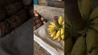 Belanja pisang hasil kebun mama mama Papua