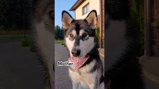 I am fluffy!🫣🥰 #cute #puppy #funny #dog #shorts #trending #subscribe #viralshort #alaskanmalamute